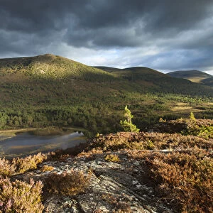 Elevated view over lochs and pine forest, Rothiemurchus, Cairngorms National Park