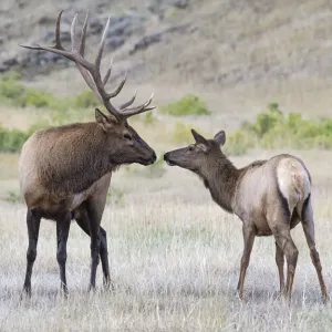 Alce (Cervus canadensis) macho y cw oliendo narices, Parque Nacional Yellowstone, Wyoming. Alce (Cervus canadensis) macho y cw oliendo narices, Parque Nacional Yellowstone, Wyoming.