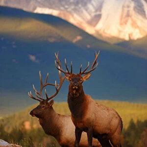 Two Elk (Cervus canadensis) bulls at sunset, Jasper National Park, Rocky Mountains