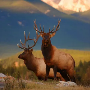 Two Elk (Cervus canadensis) bulls at sunset, Jasper National Park, Rocky Mountains