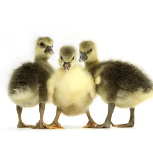 Three Embden x Greylag Goslings Print Three Embden x Greylag Goslings Print