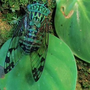 Emerald cicada print on leaves, Montes Azules Biosphere Reserve Emerald cicada print on leaves, Montes Azules Biosphere Reserve