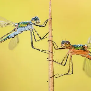 Emerald damselflies (Lestes sponsa) resting on a reed, Cornwall, England, UK, July Emerald damselflies (Lestes sponsa) resting on a reed, Cornwall, England, UK, July