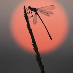 Emerald damselfly (Lestes sponsa) at sunrise, Klein Schietveld, Brasschaat, Belgium Emerald damselfly (Lestes sponsa) at sunrise, Klein Schietveld, Brasschaat, Belgium
