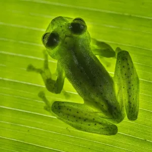 Emerald Glass Frog Print on Leaf, Costa Rica