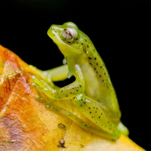 Emerald glass frog (Espadarana prosoblepon) portrait, sitting on leaf, Buenaventura Reserve