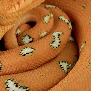 Emerald tree Boa (Corallus batesii) close up portrait of juvenile whilst hanging on a branch