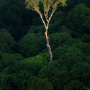 Emergent Menggaris Tree / Tualang (Koompassia excelsa) protruding the canopy of lowland rainforest