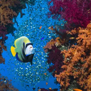 Emperor angelfish (Pomacanthus imperator) with soft corals and sweepers. Egypt, Red Sea