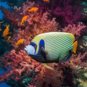 Print of Emperor angelfish swimming past coral reef Print of Emperor angelfish swimming past coral reef