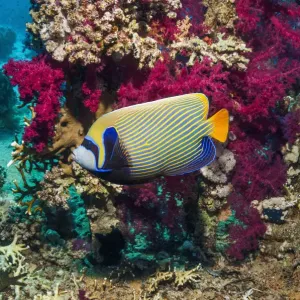 Print of Emperor angelfish swimming past soft corals Print of Emperor angelfish swimming past soft corals