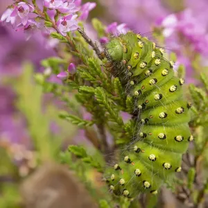 Emperor Moth (Saturnia pavonia) caterpillar feeding on Ling Heather (Calluna vulgaris) Emperor Moth (Saturnia pavonia) caterpillar feeding on Ling Heather (Calluna vulgaris)