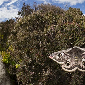 Emperor moth (Saturnia pavonia) female wide angle view showing heather moorland habitat