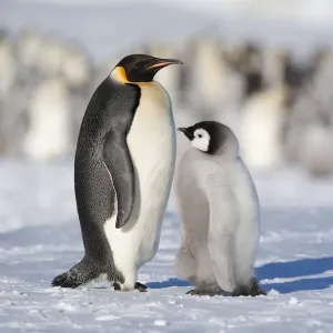Emperor Penguin Print: Adult and Chick within Colony Emperor Penguin Print: Adult and Chick within Colony