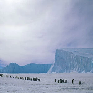 Emperor penguin adults and chicks going to colony {Aptenodytes forsteri} Auster EP rookery