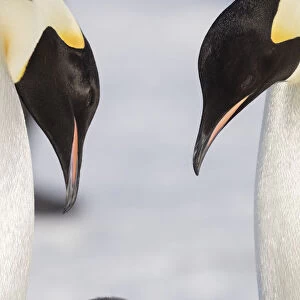 Emperor Penguin aka (Aptenodytes forsteri) adult penguins with their chick, Weddell Sea