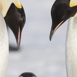 Emperor Penguin Print with Chick Emperor Penguin Print with Chick