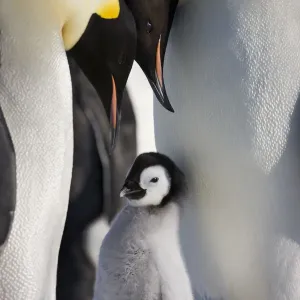 Emperor penguin (Aptenodytes forseteri) with young chick, Snow Hill Island rookery