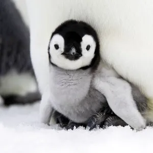 Emperor penguin (Aptenodytes forsteri), chick in brood pouch, Snow Hill Island, Antarctic