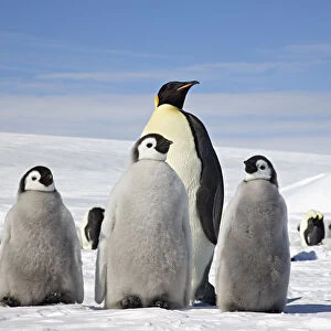 Emperor penguin (Aptenodytes forsteri) four chicks and an adult, Snow Hill Island rookery