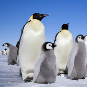 Emperor penguin (Aptenodytes forsteri) adults and chicks, Snow Hill Island rookery