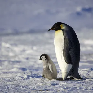 Emperor penguin (Aptenodytes forsteri) chick walking with parent, Antarctica, September