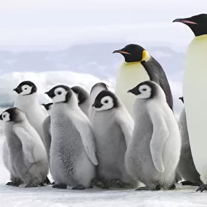 Aquatics Collection: Penguins