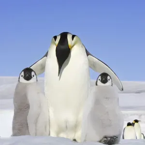 Emperor Penguin (Aptenodytes forsteri), adult with two chicks, Snow Hill Island Emperor Penguin (Aptenodytes forsteri), adult with two chicks, Snow Hill Island