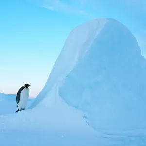 Emperor penguin (Aptenodytes forsteri), Amanda Bay, Prydz Bay, Ingrid Christensen Coast, East Antarctica, November Emperor penguin (Aptenodytes forsteri), Amanda Bay, Prydz Bay, Ingrid Christensen Coast, East Antarctica, November