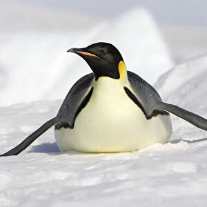 Emperor penguin (Aptenodytes forsteri), tobogganing, Snow Hill Island, Antarctic