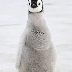 Emperor penguin (Aptenodytes forsteri), chick on ice, Snow hill Island, Antarctic