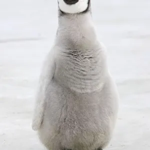 Emperor penguin (Aptenodytes forsteri), chick on ice, Snow hill Island, Antarctic