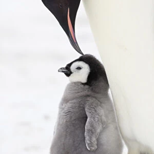 Emperor penguin (Aptenodytes forsteri) feeding chick, Weddell Sea, Antarctica
