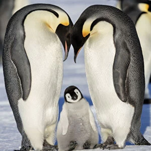 Emperor penguin (Aptenodytes forsteri) two adults with young chick, Gould Bay, Weddell Sea