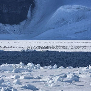 Emperor penguin (Aptenodytes forsteri) chicks on sea ice