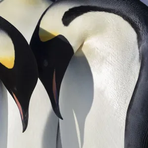 Emperor penguin (Aptenodytes forsteri) adults leaning over young chicks, Gould Bay