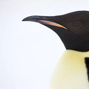 Emperor penguin (Aptenodytes forsteri) close up view of adult. Snow Hill Island rookery, Antarctica