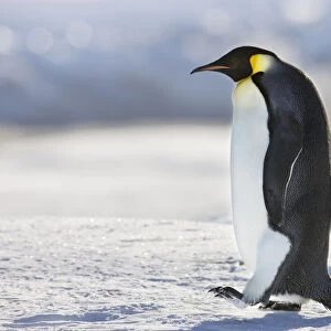 Emperor penguin (Aptenodytes forsteri) walking at Cape Colbeck, Ross Sea, Antarctica