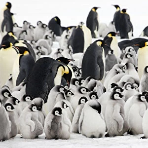 Emperor penguin (Aptenodytes forsteri) adults with young chicks at Snow Hill Island rookery