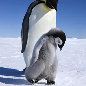 Emperor penguin (Aptenodytes forsteri) walking with young chick at Snow Hill Island rookery
