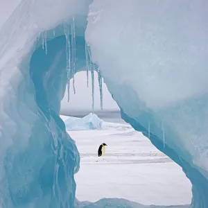 Emperor penguin (Aptenodytes forsteri) viewed through hole in iceberg at Snow Hill Island rookery