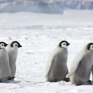 Emperor penguin (Aptenodytes forsteri) chicks walking, Snow Hill Island rookery, Antarctica