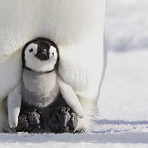 Emperor penguin (Aptenodytes forsteri), chick in parents brood pouch, Snow Hill Island