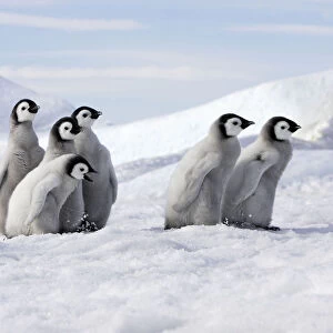 Emperor penguin (Aptenodytes forsteri), Chicks on ice, Snow Hill Island, Antarctic
