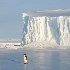 Emperor penguin (Aptenodytes forsteri), Amanda Bay, Prydz Bay, Ingrid Christensen Coast