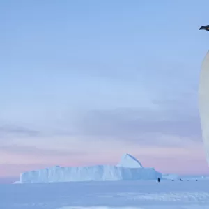 Emperor penguin (Aptenodytes forsteri), Amanda Bay, Prydz Bay, Ingrid Christensen Coast