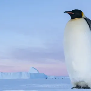 Emperor penguin (Aptenodytes forsteri), Amanda Bay, Prydz Bay, Ingrid Christensen Coast Emperor penguin (Aptenodytes forsteri), Amanda Bay, Prydz Bay, Ingrid Christensen Coast
