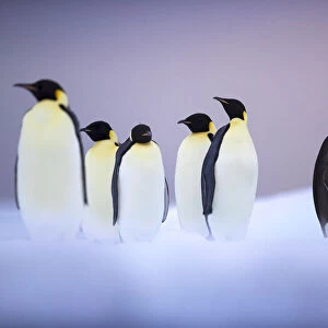 Emperor penguin (Aptenodytes forsteri) group on ice floe, Ross Sea, Antarctica. January
