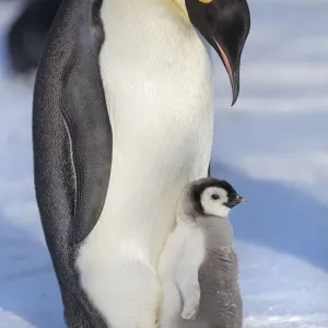 Emperor penguin (Aptenodytes forsteri) adult with chick, Gould Bay, Weddell Sea Emperor penguin (Aptenodytes forsteri) adult with chick, Gould Bay, Weddell Sea