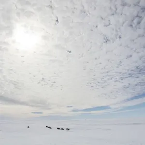 Emperor penguin (Aptenodytes forsteri) adult penguins tobagganing along on their Emperor penguin (Aptenodytes forsteri) adult penguins tobagganing along on their